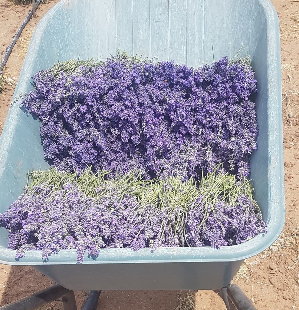 Ramo de lavanda, flores secas, Mar del Plata, Argentina