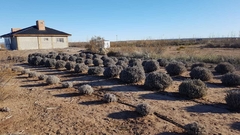 Ramo de Flores de lavanda Angustifolia - Aromas del Neuquen