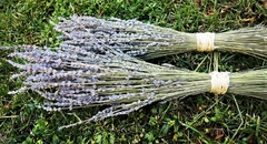 Ramo de Flores de lavanda