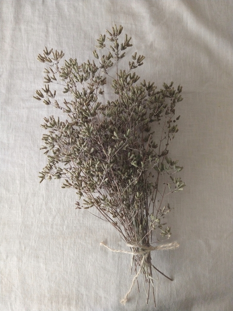 Ramo Oregano