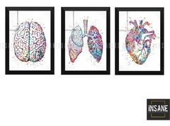 3 Quadros Consultório Medico Pulmão Coração Cérebro Medicina - comprar online