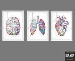 3 Quadros Consultório Medico Pulmão Coração Cérebro Medicina - Insane Quadros Decorativos