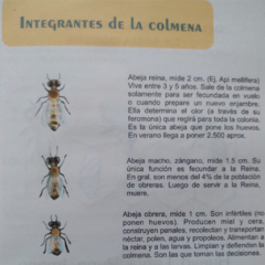 Cuaderno Guardián de las Abejas