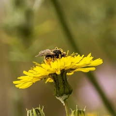 Cuaderno Guardián de las Abejas - tienda online