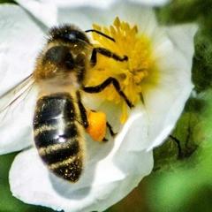 Cuaderno Guardián de las Abejas - comprar online