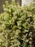 crassula pellucida - comprar online