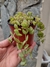 crassula pellucida