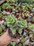 crassula perforata giant form