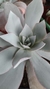 Echeveria Cante - comprar online