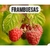 frambuesas plantas - comprar online