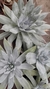 Dudleya Brittonii maceta 12 - comprar online