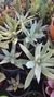 Dudleya Brittonii maceta 12