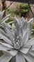 Dudleya Brittonii maceta 12 en internet