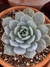 Echeveria cali argentea