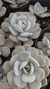 Echeveria cali argentea - comprar online