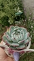 Echeveria Chihuahuensis - comprar online