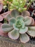 Echeveria imbricata