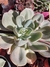 Echeveria imbricata - comprar online