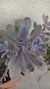 Echeveria gibbiflora magnifica - comprar online