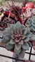 Echeveria moranii - comprar online