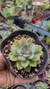 Echeveria pulidonis - comprar online