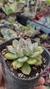 Echeveria pulidonis