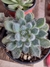 Echeveria setosa