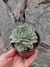 Echeveria glauca japónica