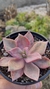 graptoveria douglas huth