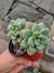 Sedum clavatum