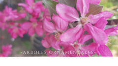Banner de la categoría Arboles ornamentales