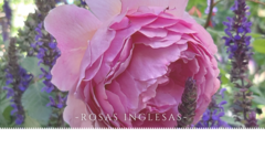 Banner de la categoría Rosas Inglesas- Románticas