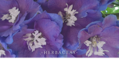 Banner de la categoría Herbáceas, Gramineas y Formios 