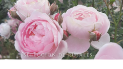 Banner de la categoría Rosales
