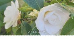 Banner de la categoría Arbustos