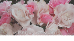 Banner de la categoría Rosas Híbridas de té-Floribundas