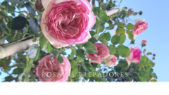 Banner de la categoría Rosas Trepadoras