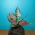 Aglaonema Mini - comprar online