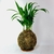 ⁠Palmeira Areca Bambu