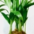 ⁠Palmeira Areca Bambu - comprar online