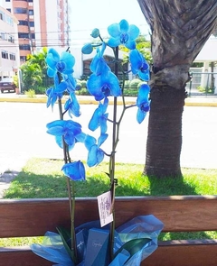 Orquídea BLUE - Florart Floricultura 