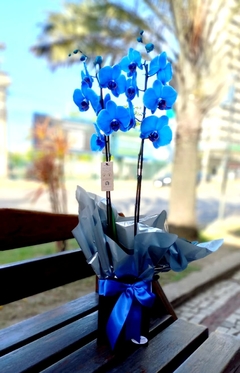 Orquídea BLUE