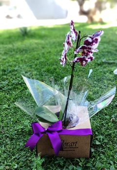 Orquídea - Florart Floricultura 