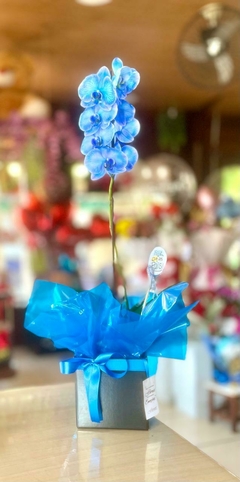 Orquídea BLUE - comprar online