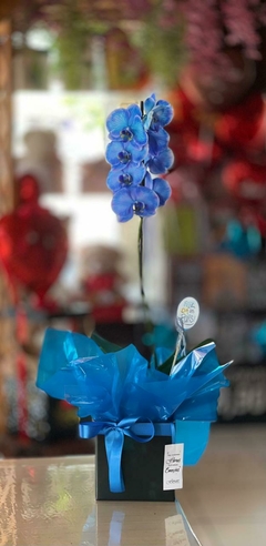 Orquídea BLUE