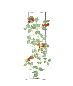 Tomatera - Negro