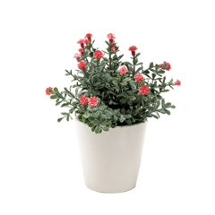 Bonsai flores - comprar online