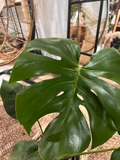 MONSTERA DELICIOSA