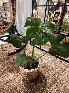 MONSTERA DELICIOSA - comprar online