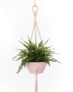 Hanger Samambaia Cru + Cachepot Rosa